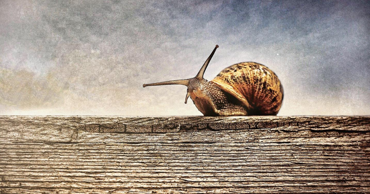 Schnecke
