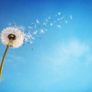 Pusteblume; größer Wunsch
