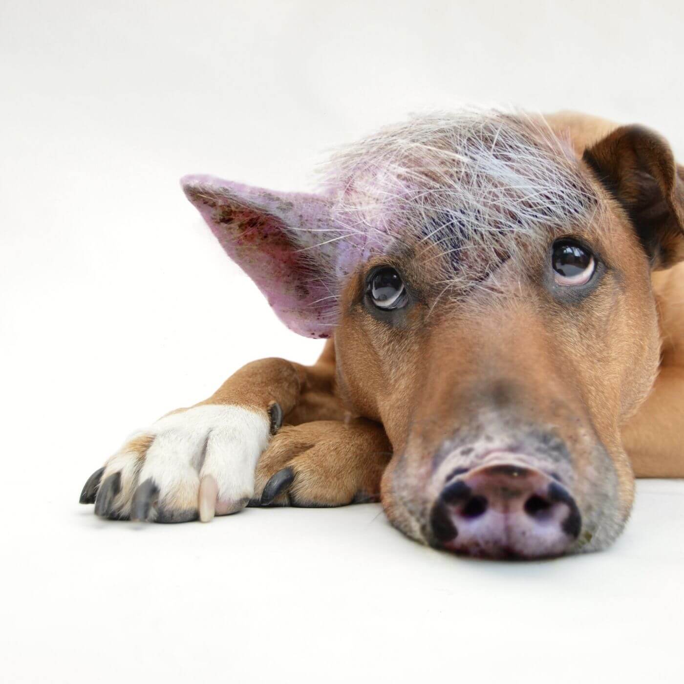 Hund mit Schweinenase innerer Schweinehund liegend